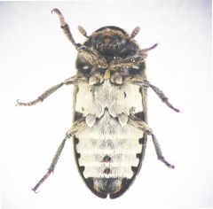 Dermestes mustelinus