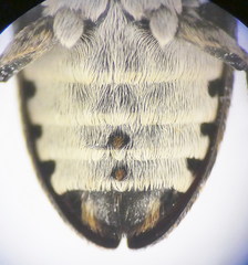 Dermestes mustelinus