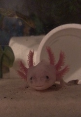 Ambystoma mexicanum