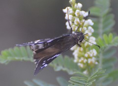 Codatractus arizonensis