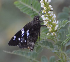 Codatractus arizonensis