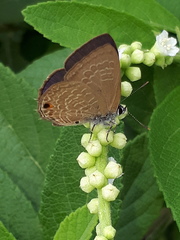 Anthene emolus goberus