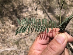 Acacia loroloba