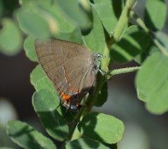 Electrostrymon guzanta