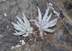 Dudleya virens
