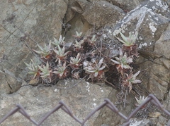 Dudleya virens