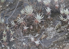 Dudleya virens