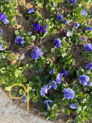 Viola × wittrockiana