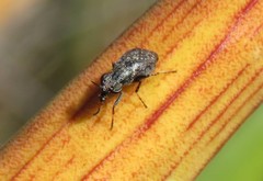 Stictomyia longicornis