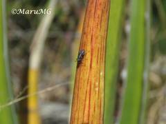 Stictomyia longicornis
