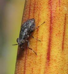 Stictomyia longicornis