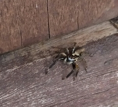 Asaphobelis physonychus