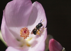 Malacothamnus fasciculatus nuttallii