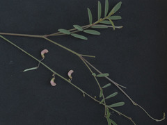 Tephrosia vicioides