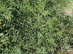 Tephrosia vicioides