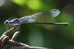 Argia ulmeca