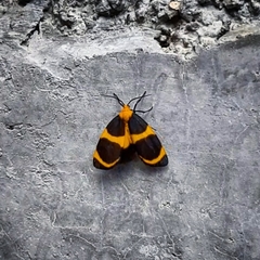 Eudesmia menea