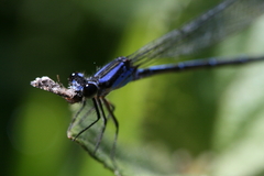 Argia ulmeca