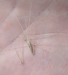 Elymus interruptus