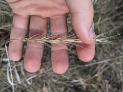 Elymus interruptus
