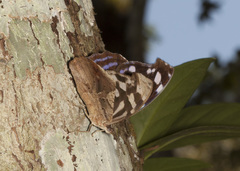 Myscelia cyaniris cyaniris