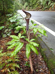 Arisaema japonicum