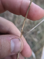 Elymus interruptus