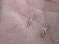 Elymus interruptus