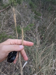 Elymus interruptus