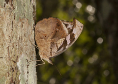 Myscelia cyaniris cyaniris