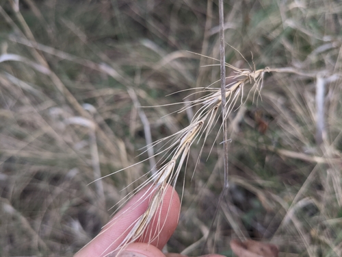 Image of Elymus interruptus by (c) Cleveland Powell, some rights reserved (CC BY)