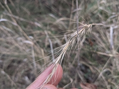 Elymus interruptus