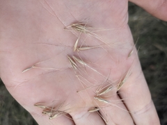 Elymus interruptus