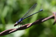 Argia ulmeca