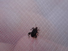 Pactola variabilis
