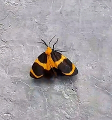 Eudesmia menea