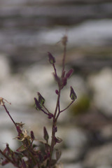 Hieracium paniculatum