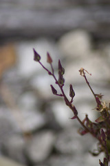 Hieracium paniculatum