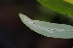 Phyllocnistis valentinensis