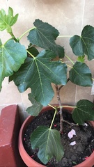 Ficus carica