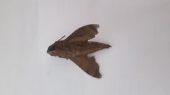 Enyo lugubris