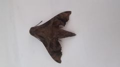 Enyo lugubris
