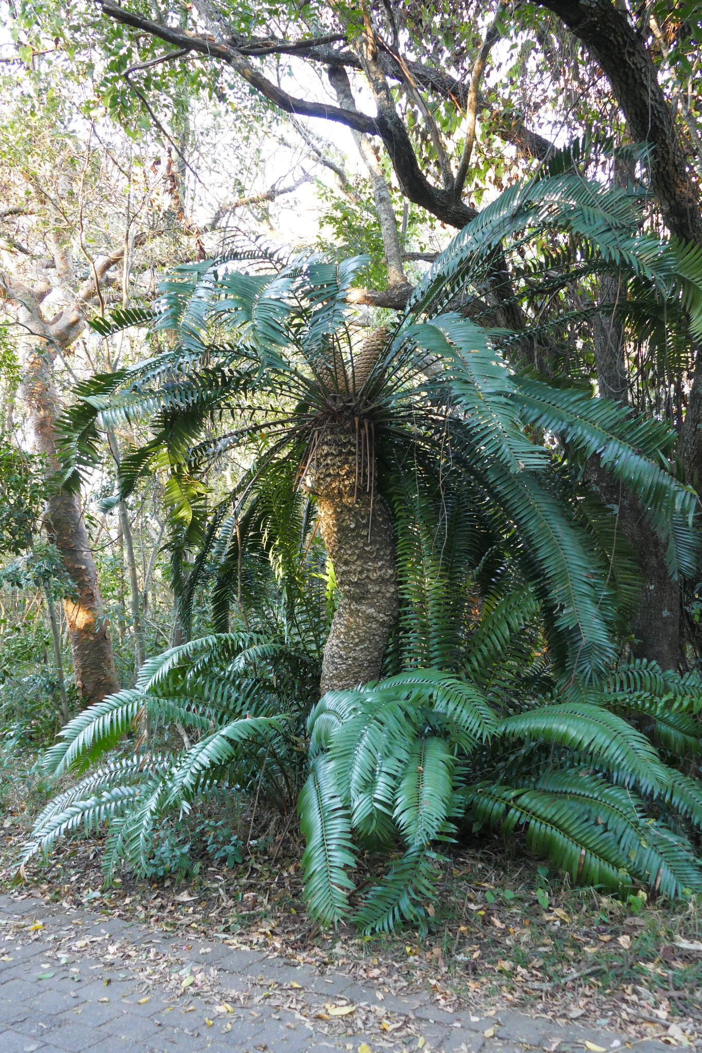 Encephalartos natalensis