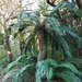 Encephalartos natalensis - Photo (c) pgkaestner,  זכויות יוצרים חלקיות (CC BY-NC), הועלה על ידי pgkaestner