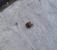 Harmonia axyridis