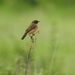 Saxicola maurus przewalskii - Photo (c) Mike, algunos derechos reservados (CC BY-NC), subido por Mike