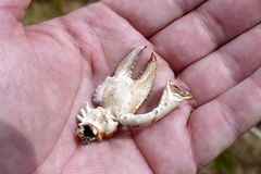 Euastacus