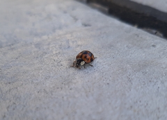 Harmonia axyridis
