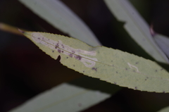 Phyllocnistis valentinensis