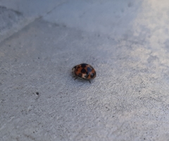 Harmonia axyridis